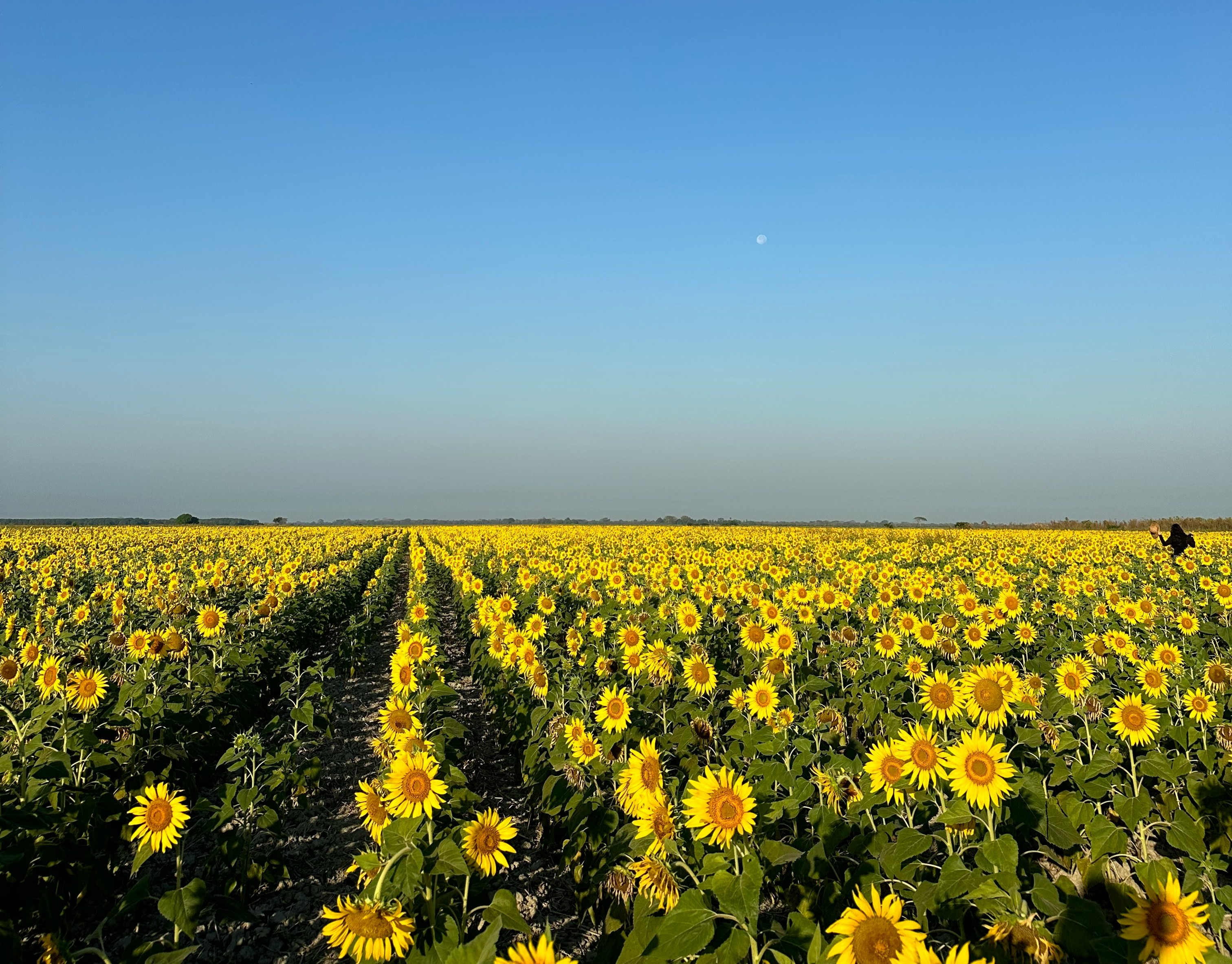 Historia de TuMarketplace